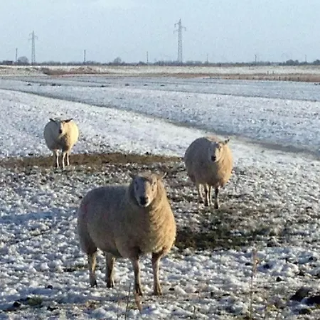 شقة Haus-utlande-whg-37